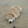 さくらさん♪の画像