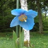 今年も咲きました♪　幻の青い花の画像