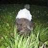 夕散歩♪の画像