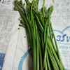 明日は旬の山菜で一杯。の画像