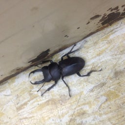 ハチブログ-IMG_4976.jpg