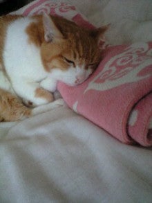 ずれずれブログ…湘南で猫と暮らせば…-120617_1444~0001.jpg