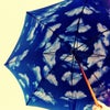 傘の中だけ。の画像