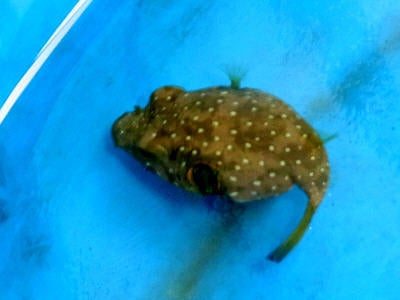 海冒主うみぼうずのブログ：ｂｙまのっち-サザナミフグ幼魚