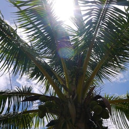 画像 『こんな日常。～ｉｎＨＡＷＡＩＩ～』 の記事より 1つ目