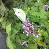 庭に来た蝶の画像