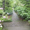 紫陽花。の画像