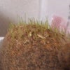 まとめて・・・２の画像