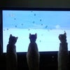 カワイスギルダロの画像