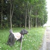 モエレ沼公園散歩♪の画像