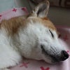 蒸し暑いですの画像