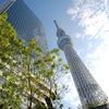 東京スカイツリーの画像