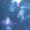 加茂水族館の画像