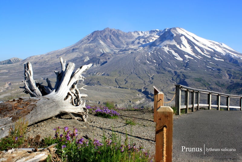 セントヘレンズ山 -Mount St. Helens- | walk/pick/dig
