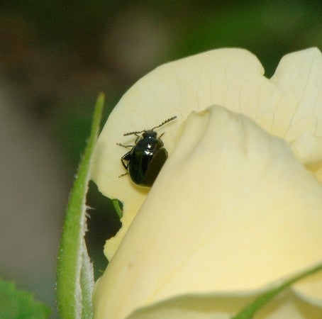 モーティマー日記バラの花に潜り込む黒い虫・ルリマルノミハムシ