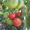 トマト収穫の画像