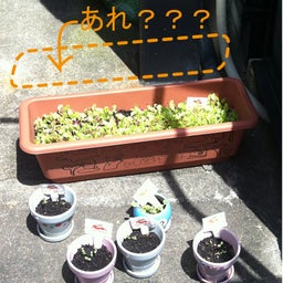 画像 なんてこったい！！！！ の記事より