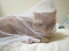 猫のロビンソン　ねこ画像・ネコ写真-猫（ねこ・ネコ）ネット・網