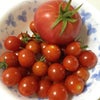 ★家庭菜園でトマト大量収穫★の画像