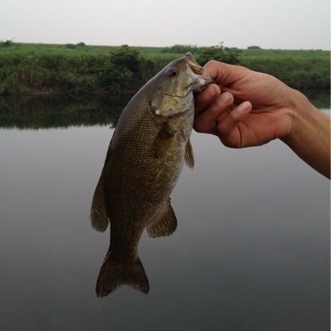 久しぶりのお魚の記事画像