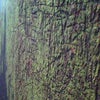 鴨川の山中で見つけた苔(こけ)の画像