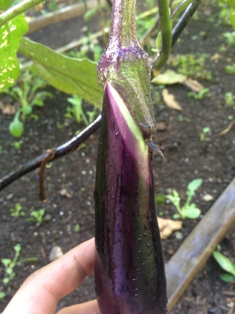 なすの成長線 元麻布農園 Motoazabu Farm