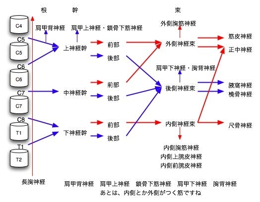 47回専門基礎午前問題56 解剖学 腕神経叢 ウカリハ 理学療法士国家試験合格支援ブログ