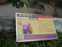 ボンゴさん 台北動物園 リスザル日記