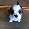 今日は短文でごめんちゃい。の画像