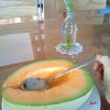 写真をどばーっと。の画像
