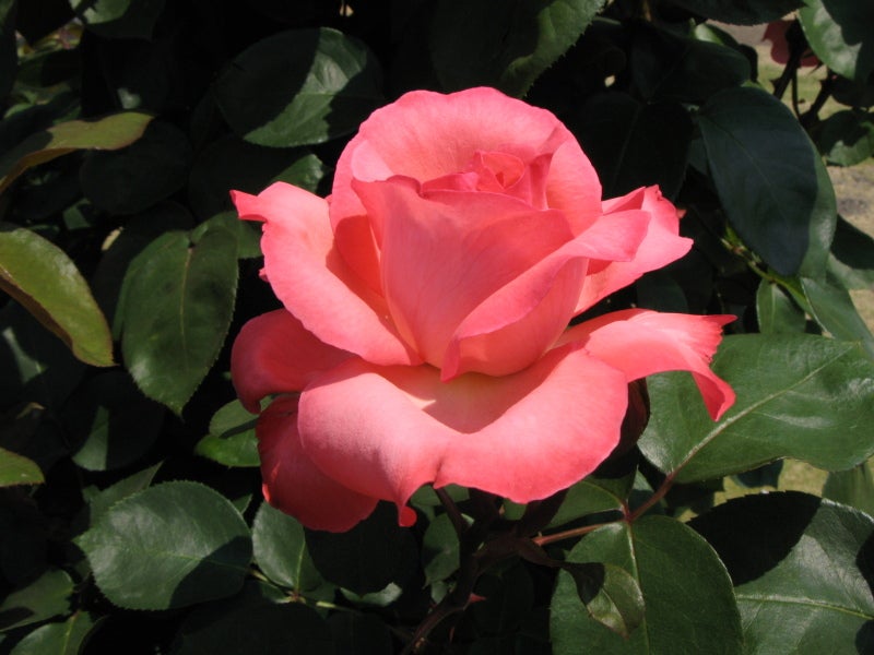 京成バラ園の春バラ 128 ピンクパンサー 殿下のブログ
