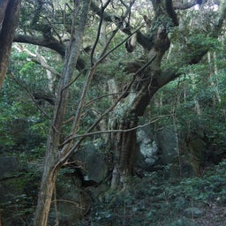 Nest