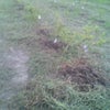 ブルーベリーの草刈り、施肥。の画像