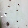 （注）虫の苦手な方は見ないでくださいの画像