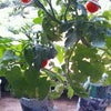 トマト水耕栽培　結果の画像