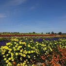 9月8日（土）富良野の記事より