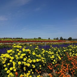 画像 9月8日（土）富良野 の記事より 3つ目