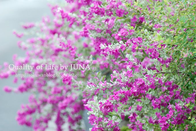 生垣の花 Junaオフィシャルブログ Quality Of Life By Juna Powered By Ameba