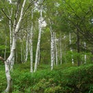 「森で元気に！」森歩きの会　八千穂高原白樺林散策の記事より