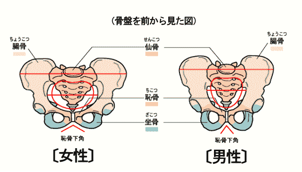 男女の骨盤の違いについて 相模原市で痛み痺れを改善する整体院 骨盤矯正専門さがみ整体療術院 男女の骨盤の違いについて 相模原市で痛み痺れを改善する整体院 骨盤矯正専門さがみ整体療術院
