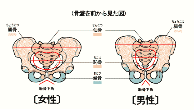 男女の骨盤の違いについて 相模原市で痛み痺れを改善する整体院 骨盤矯正専門さがみ整体療術院