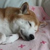 雨降りです。の画像