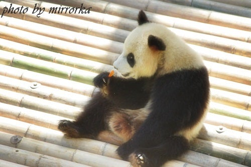 中国大連生活・観光旅行ニュース*＊-大連森林動物園　パンダ館OPEN!