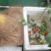 水耕のトマト、撤収の画像