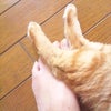 ひっつき虫の画像