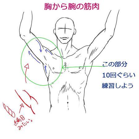 人体のデッサン技法 上半身の筋肉の描き方 1 2 ブルーピアス Blイラストが描けるようになりたい