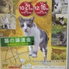 猫の譲渡会（サンレイクかすや広場にて）の画像