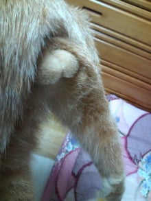 させぼのりんりんの猫さんブログ