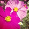 この前秋桜見に行ったよー♡きれい(´ω｀)の画像
