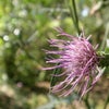 すないの郷　野の花　の画像